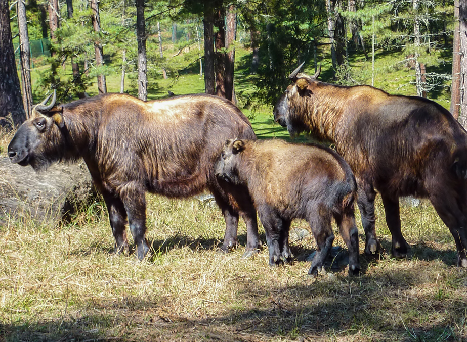 Motithang Takin Preserve