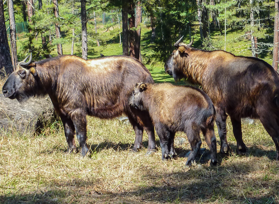 Motithang Takin Preserve bhutan