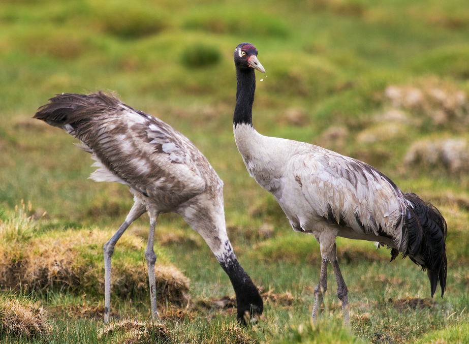 the rare black-necked cranes