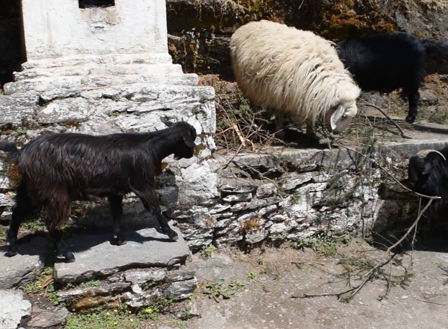 Take a Tour to Sheep Breeding Farm