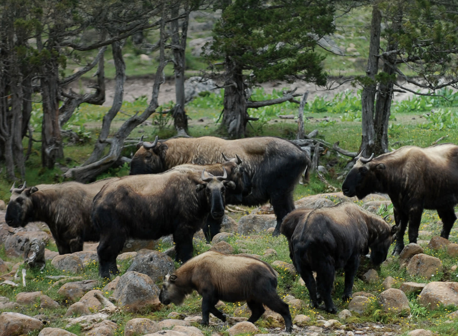 the Thrumshingla National Park