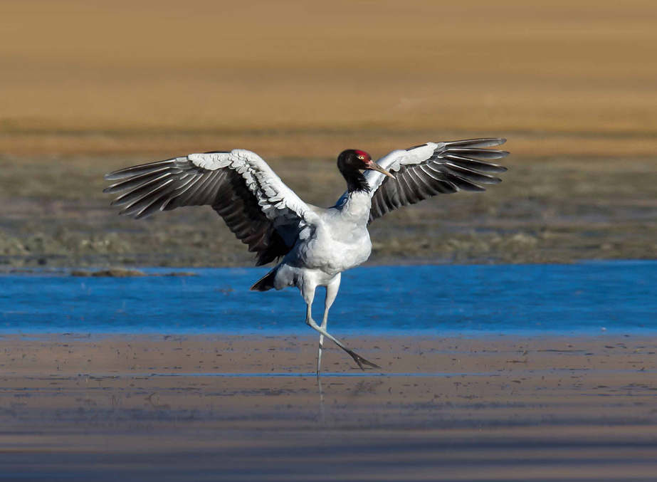 the winter special Dark necked cranes