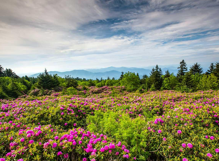 Rhododendron Festival