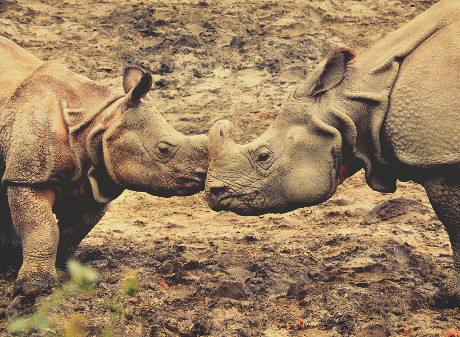 the Royal Manas National Park