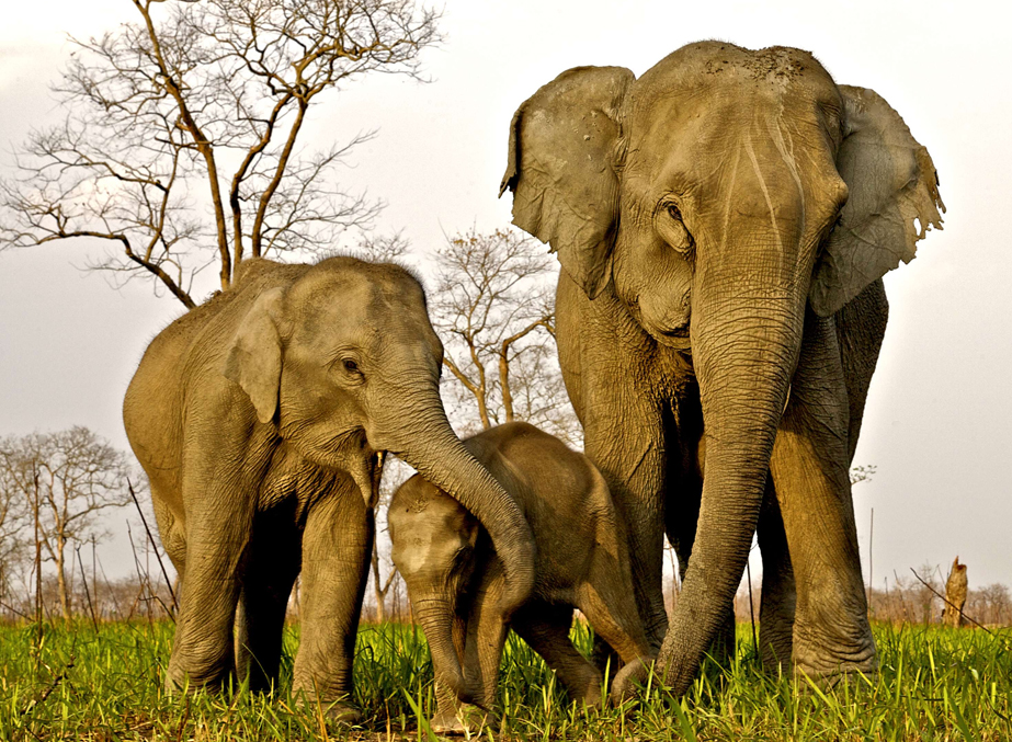 Manas National Park