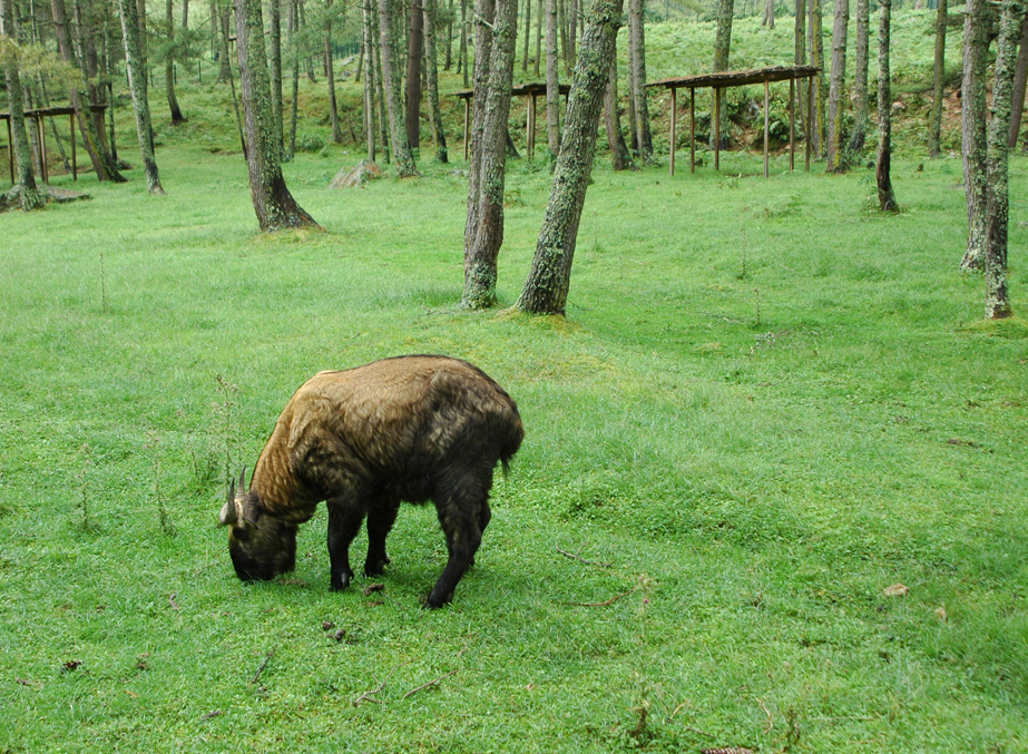 Meet with the Takin