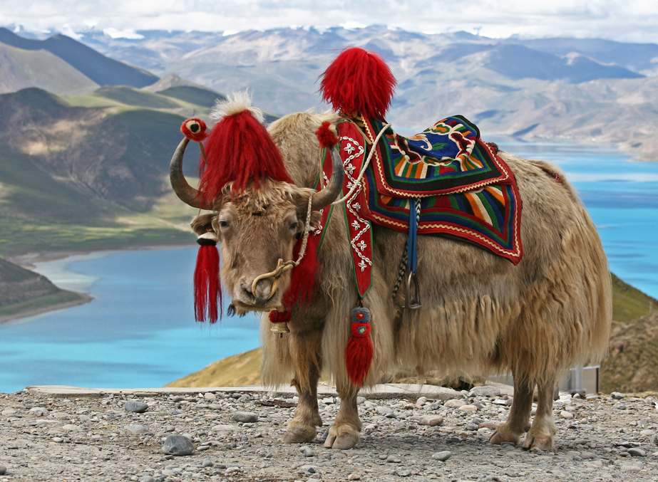Tibetan lakes