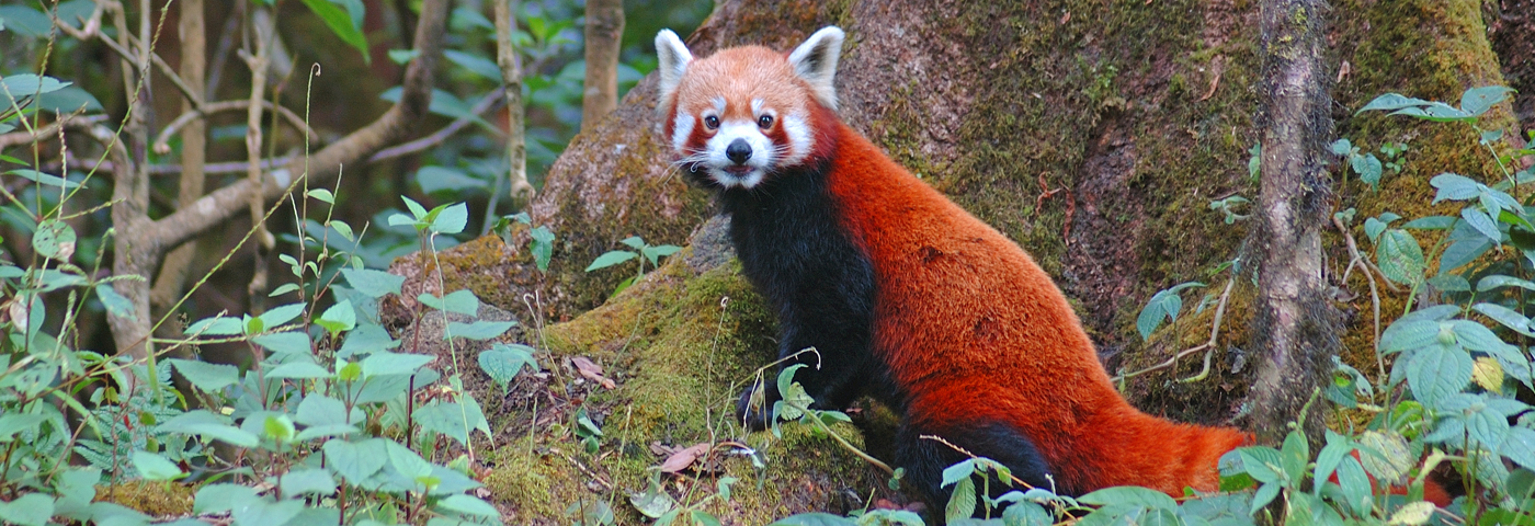 Sikkim Animals Name : What Is The National Bird And Animal Of Sikkim Quora : The red panda is ...