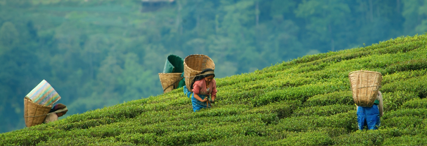 Temi Tea Garden in Sikkim: Best Time to Visit, History