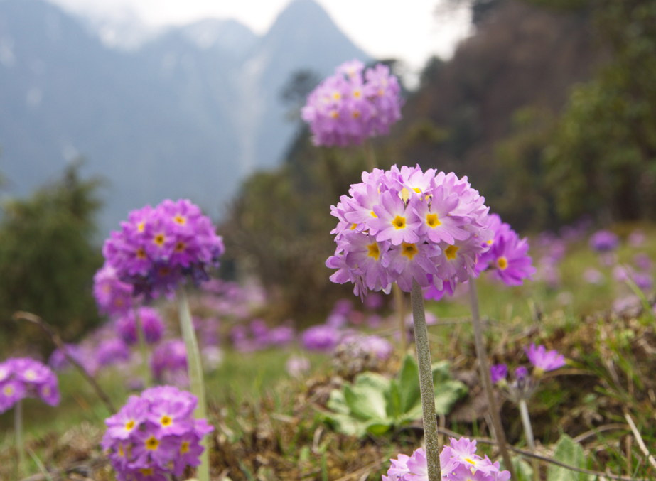 sikkim tourist places lines