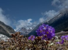 gangtok bhutan trip