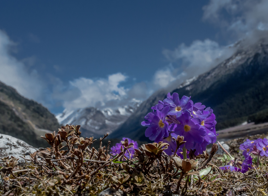 tourism brochure of sikkim