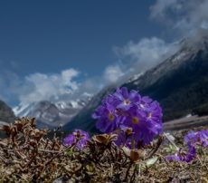 best time to visit zero point sikkim