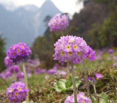 darjeeling tour guide in bengali pdf