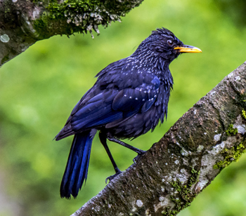 Sikkim Wildlife National Parks Wildlife Sanctuary In Sikkim