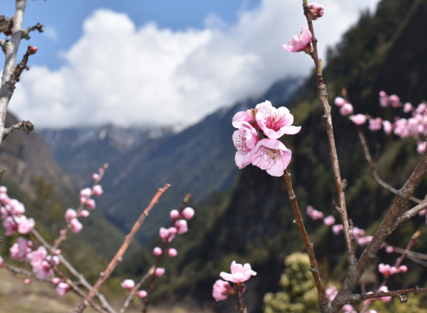 Romance In Sikkim