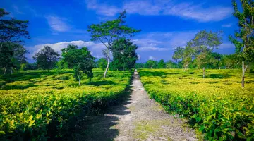 Assam Holiday Package with Meghalaya